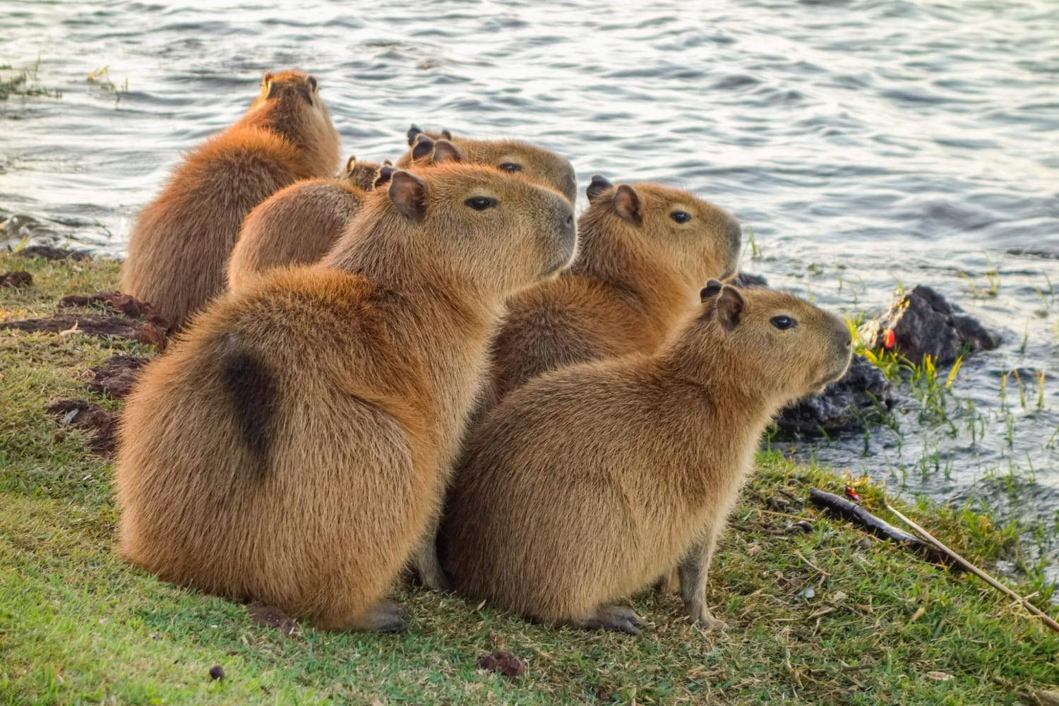 Ciekawostki o kapibarach