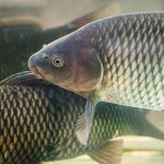 Ciekawostki o karpie