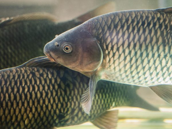 Цікаві факти про коропів