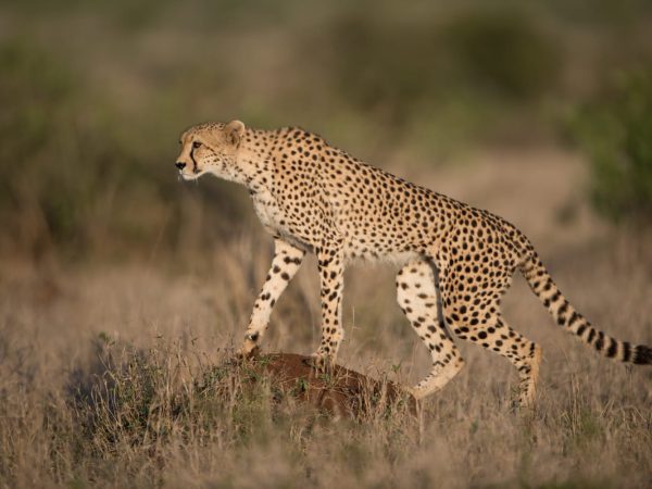 Interesting Facts About Cheetahs