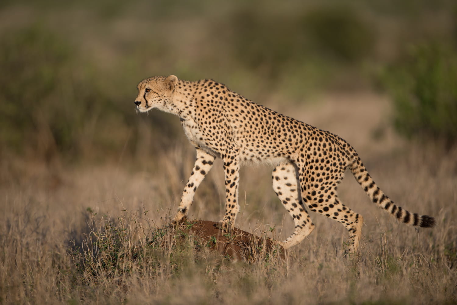 Interesting Facts About Cheetahs