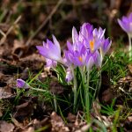 Interesting Facts About Crocuses