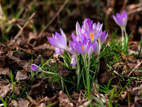 Interesting Facts About Crocuses