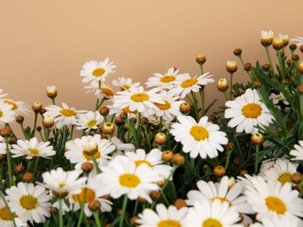 Interesting Facts About Chamomile