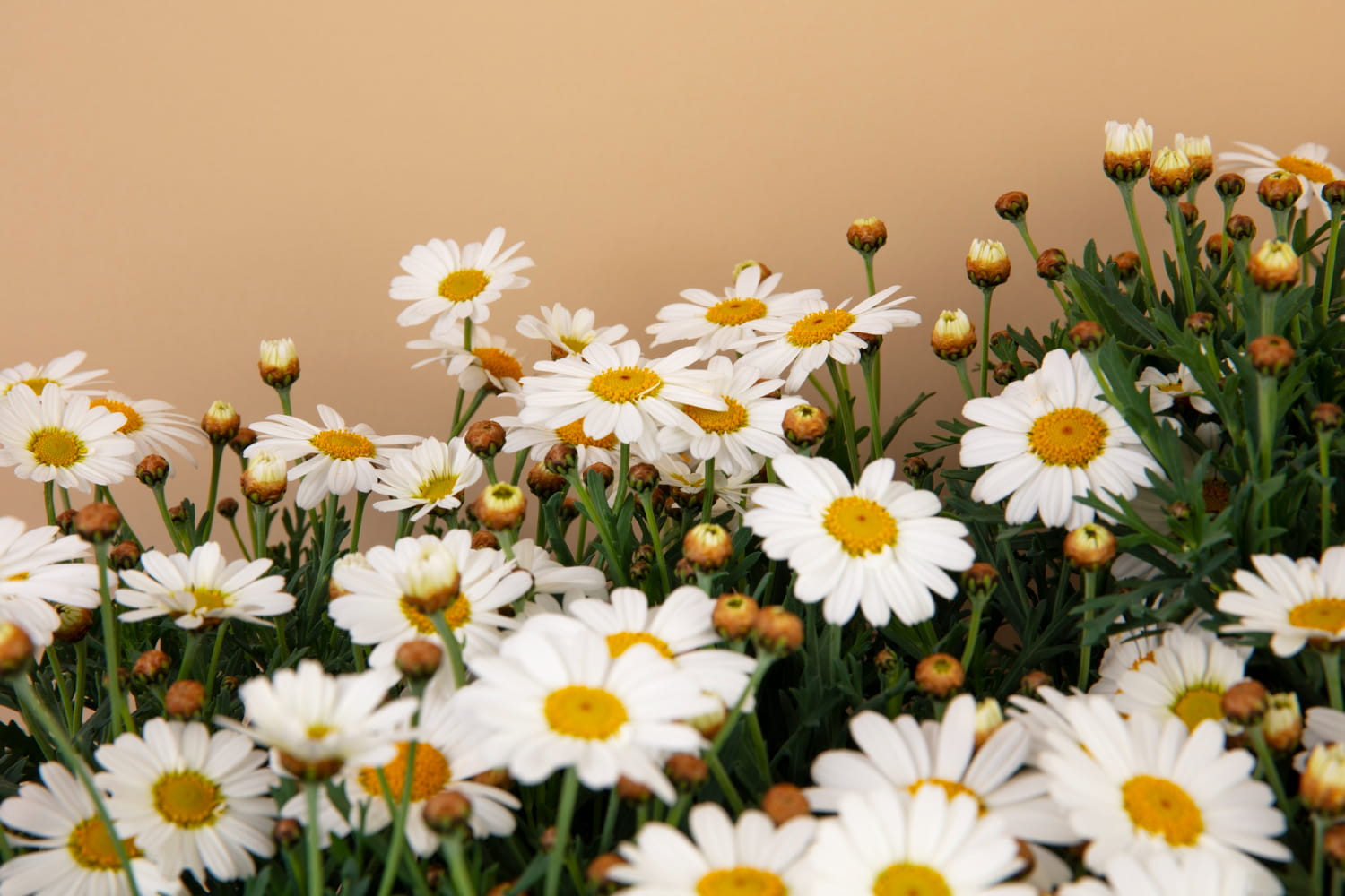 Interesting Facts About Chamomile