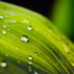 Interesting Facts About Dew