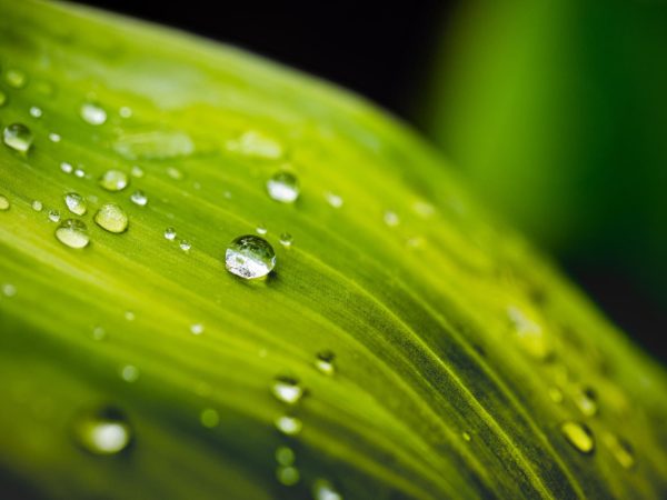 Шық туралы қызықты деректер