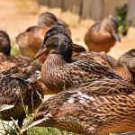 Interesting Facts About Ducks