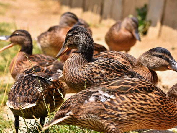 Цікаві факти про качок