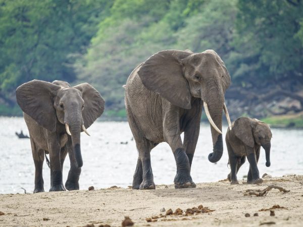 Interesting Facts About Elephants