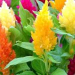 Interesting Facts About Celosia
