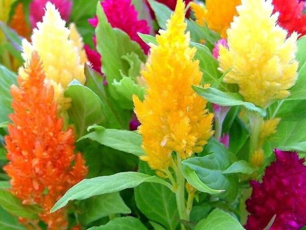 Interesting Facts About Celosia