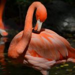 Цікаві факти про фламінго
