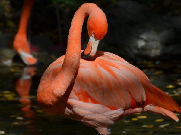 Цікаві факти про фламінго