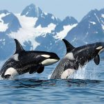 Ciekawostki o orkach