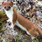 Interesting Facts About Weasels