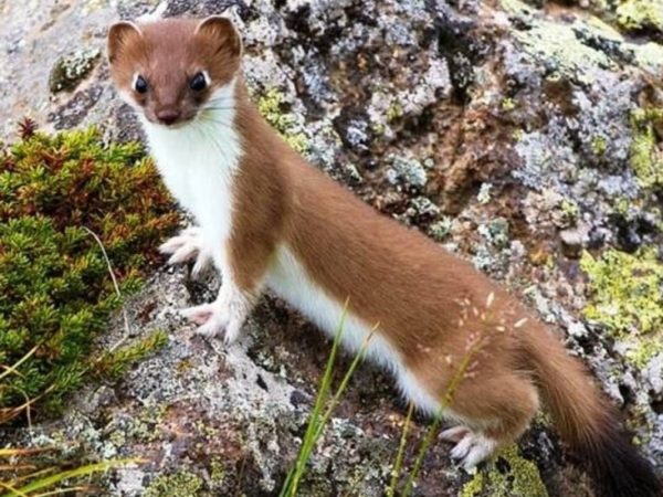 Цікаві факти про ласок