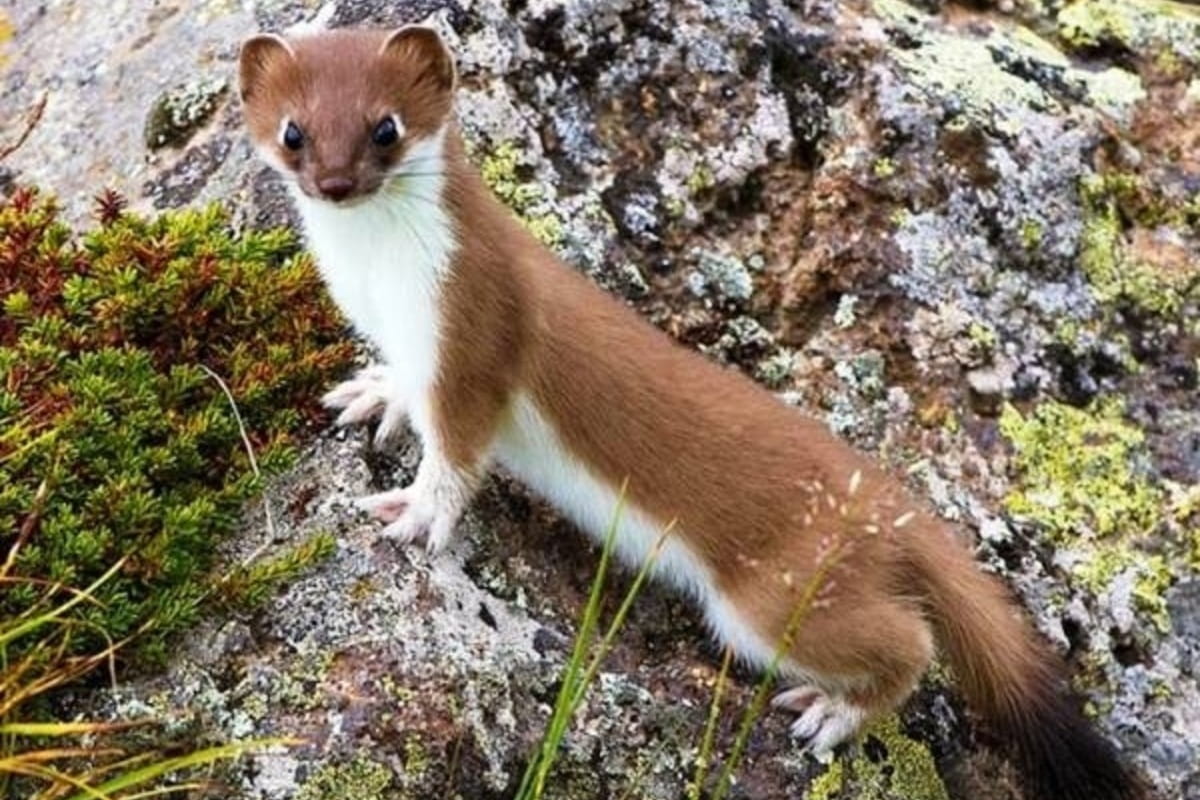 Интересные факты о ласках