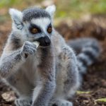 Interesting Facts About Lemurs
