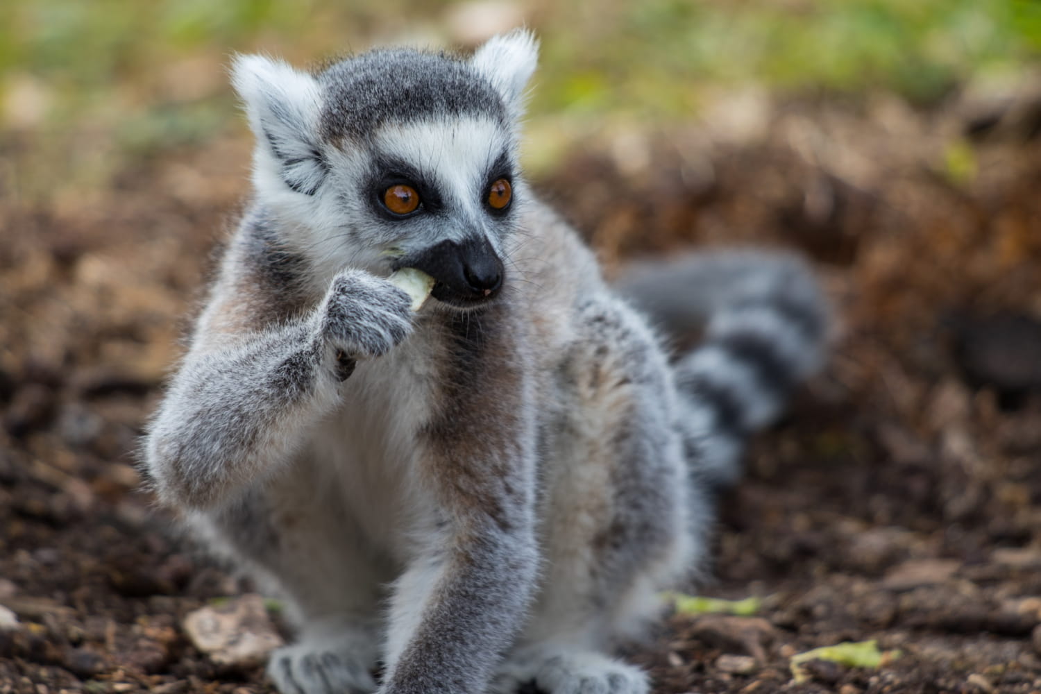 Interesting Facts About Lemurs