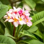 Interesting Facts About Plumeria