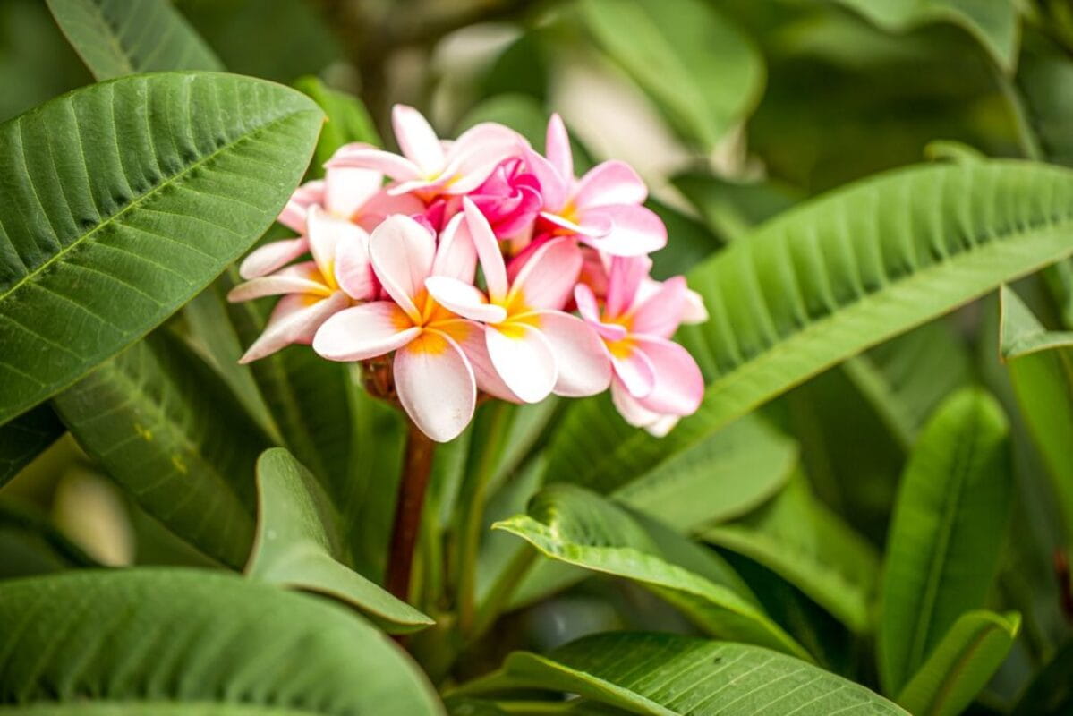 Interesting Facts About Plumeria