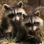 Interesting Facts About Raccoons
