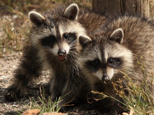 Енот туралы қызықты деректер