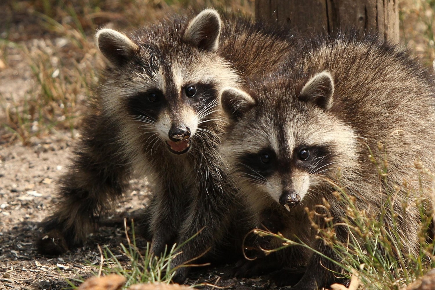 Interesting Facts About Raccoons