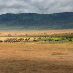 Interesting Facts About Savannas