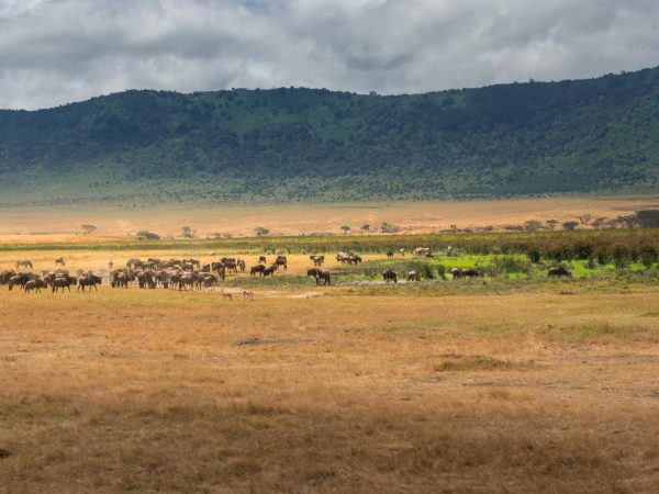 Саванналар туралы қызықты деректер