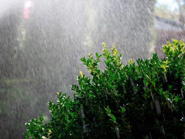 Interesting Facts About Heavy Rainfalls