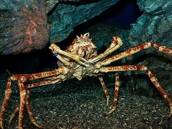 Interesting Facts About Spider Crabs