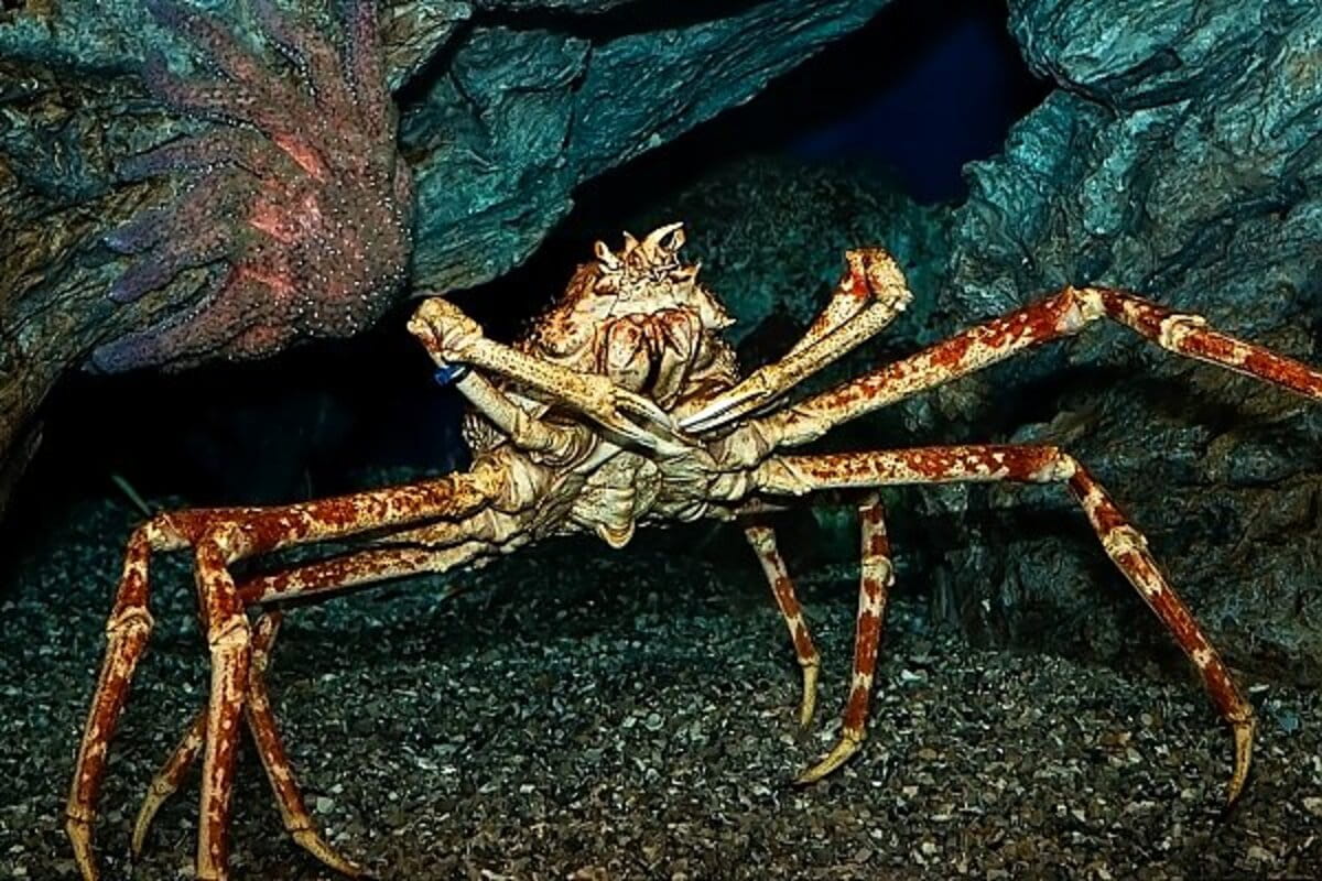 Interesting Facts About Spider Crabs