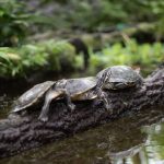 Interesting Facts About Turtles
