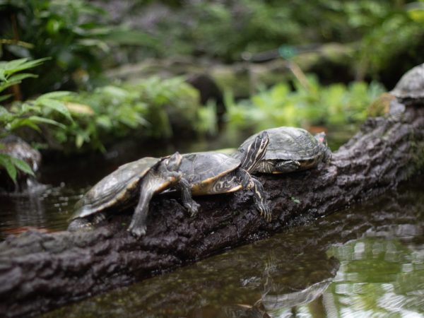 Interesting Facts About Turtles
