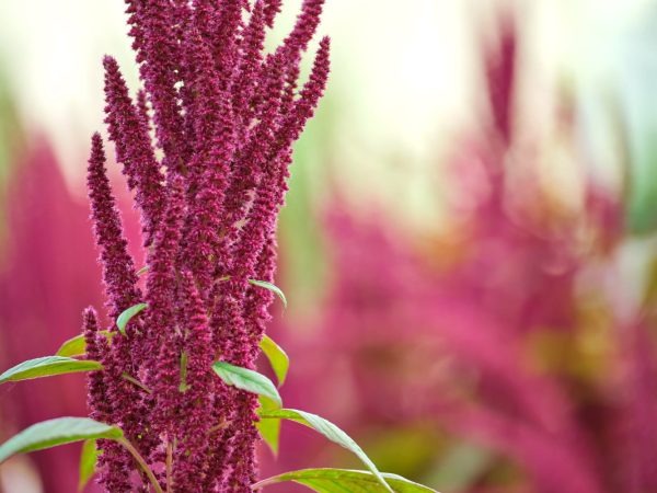 Interesting Facts About Amaranths