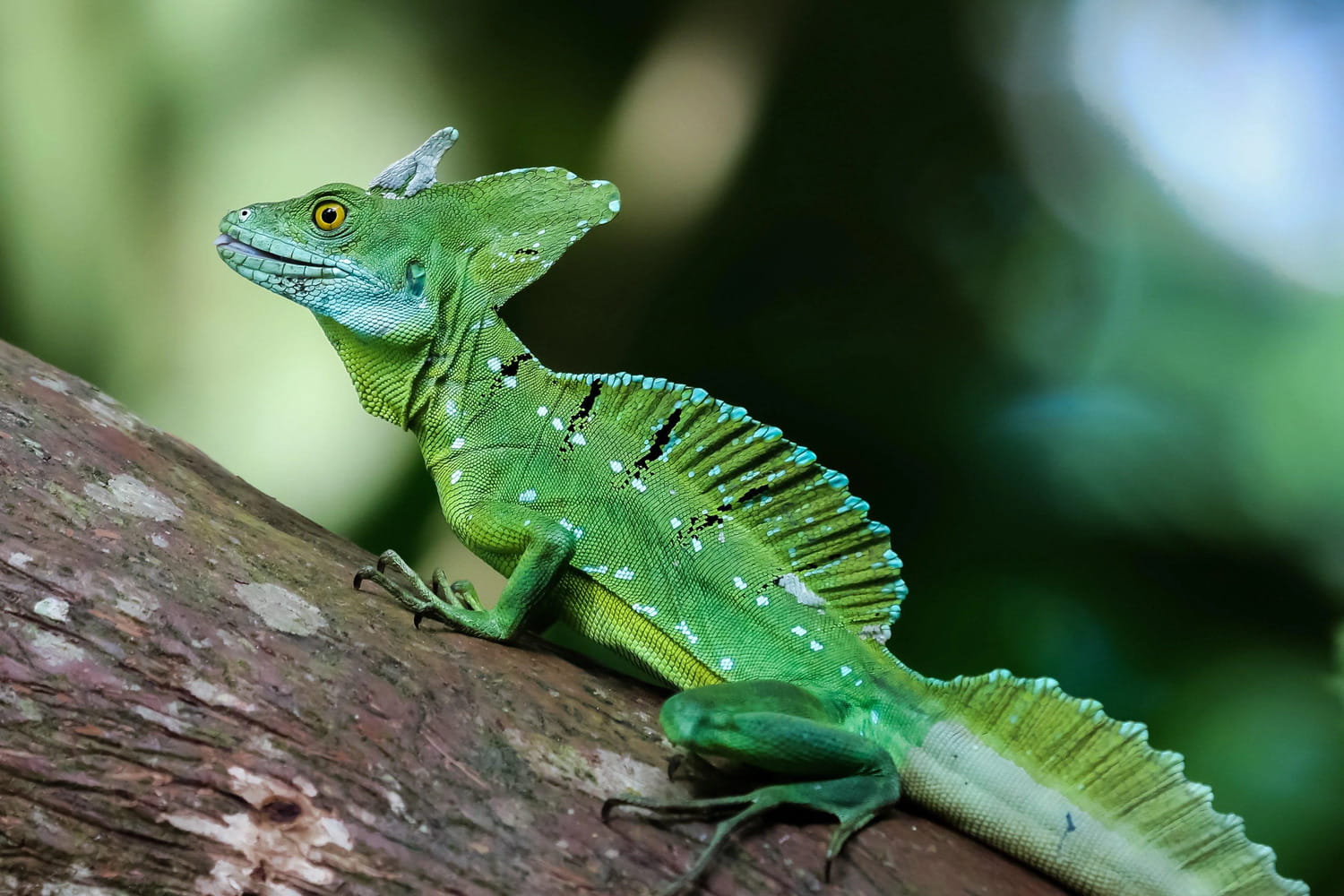Interesting Facts About Basilisks