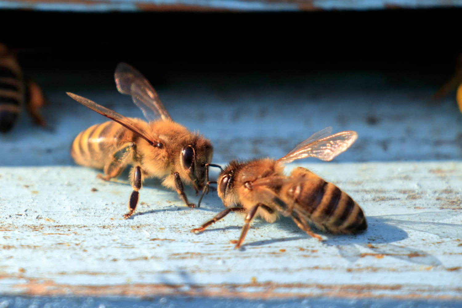 Interesting Facts About Bees