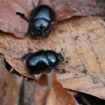 Цікаві факти про жуків