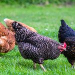 Цікаві факти про курей