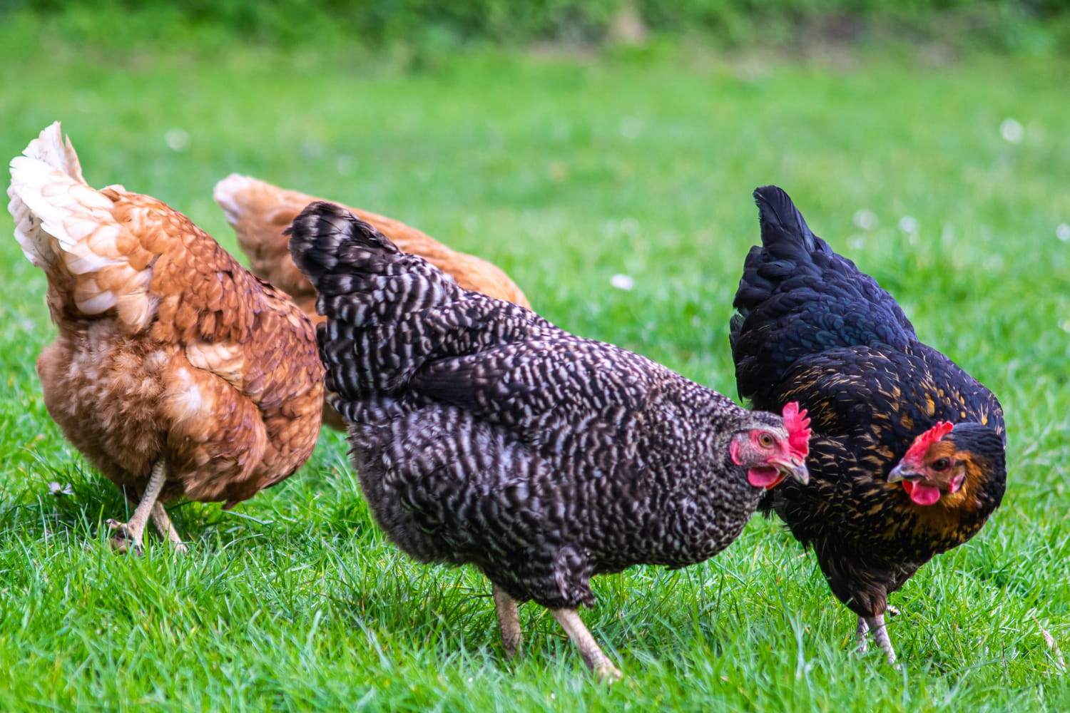 Тауықтар туралы қызықты деректер