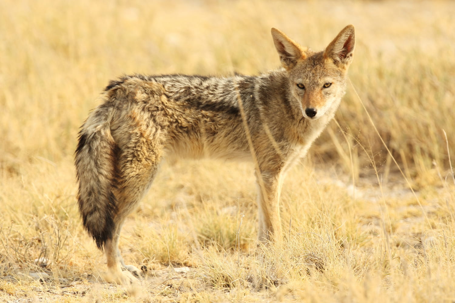 Interesting Facts About Coyotes