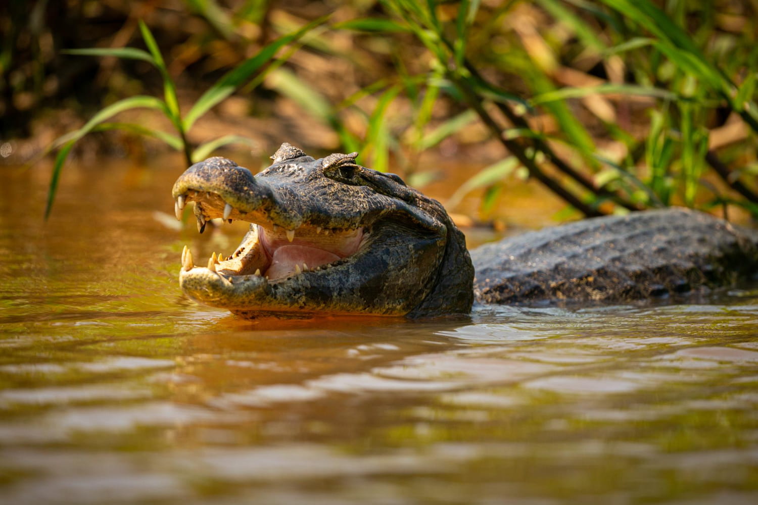 Interesting Facts About Crocodiles