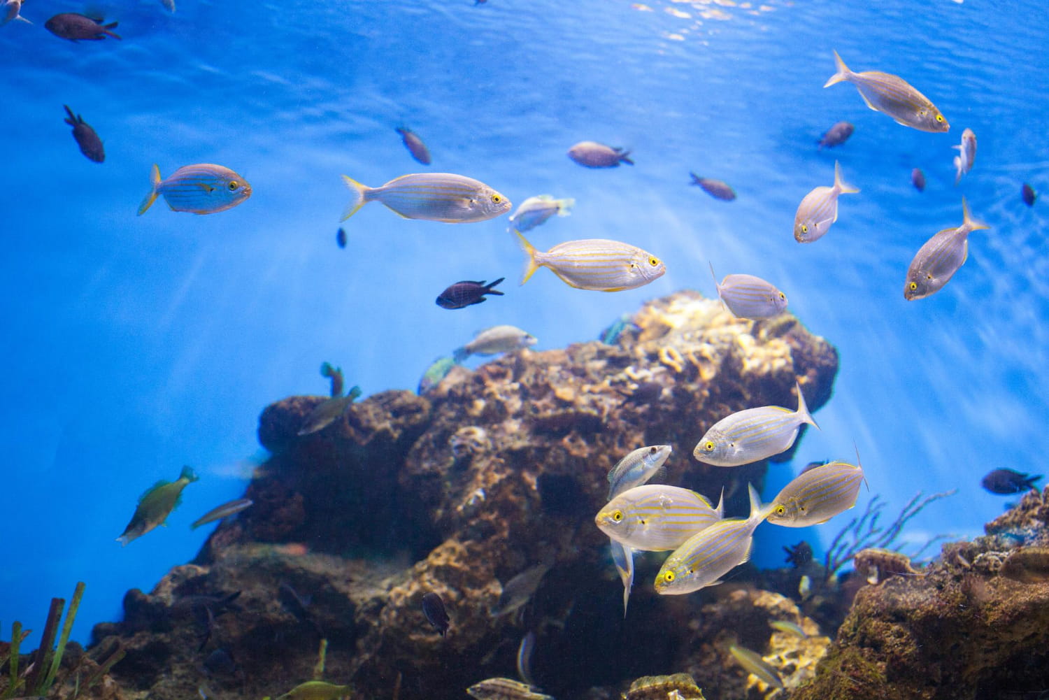 Interesting Facts About Fish