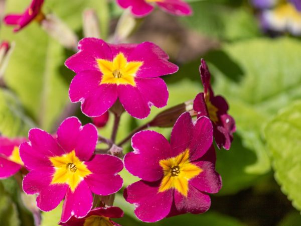 Цікаві факти про примули