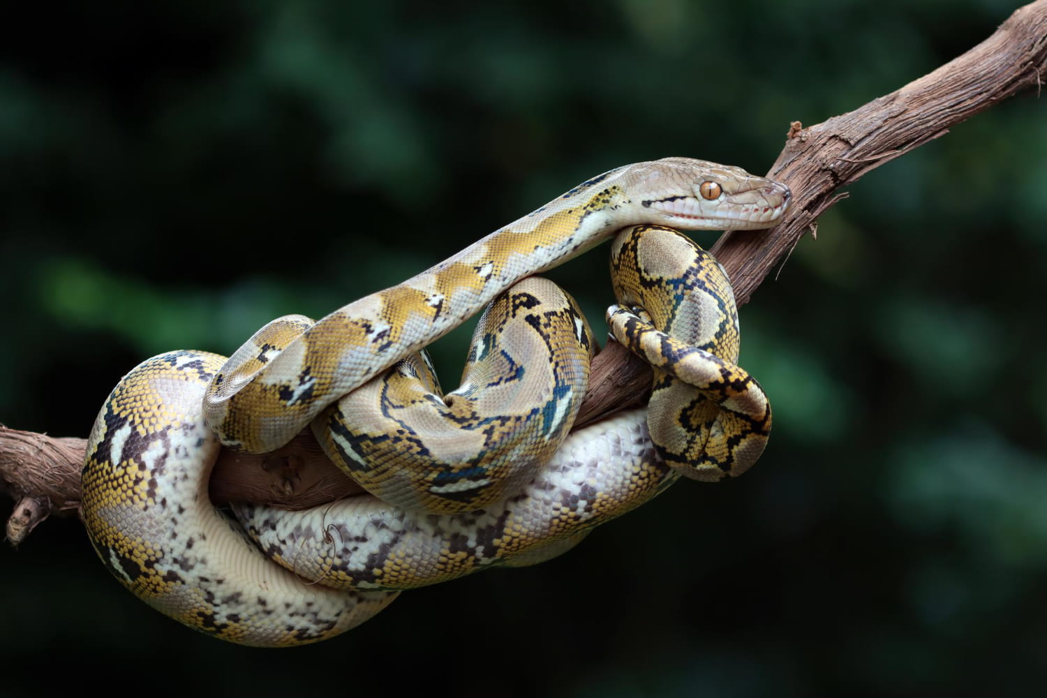 Interesting Facts About Pythons
