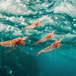 Цікаві факти про креветки