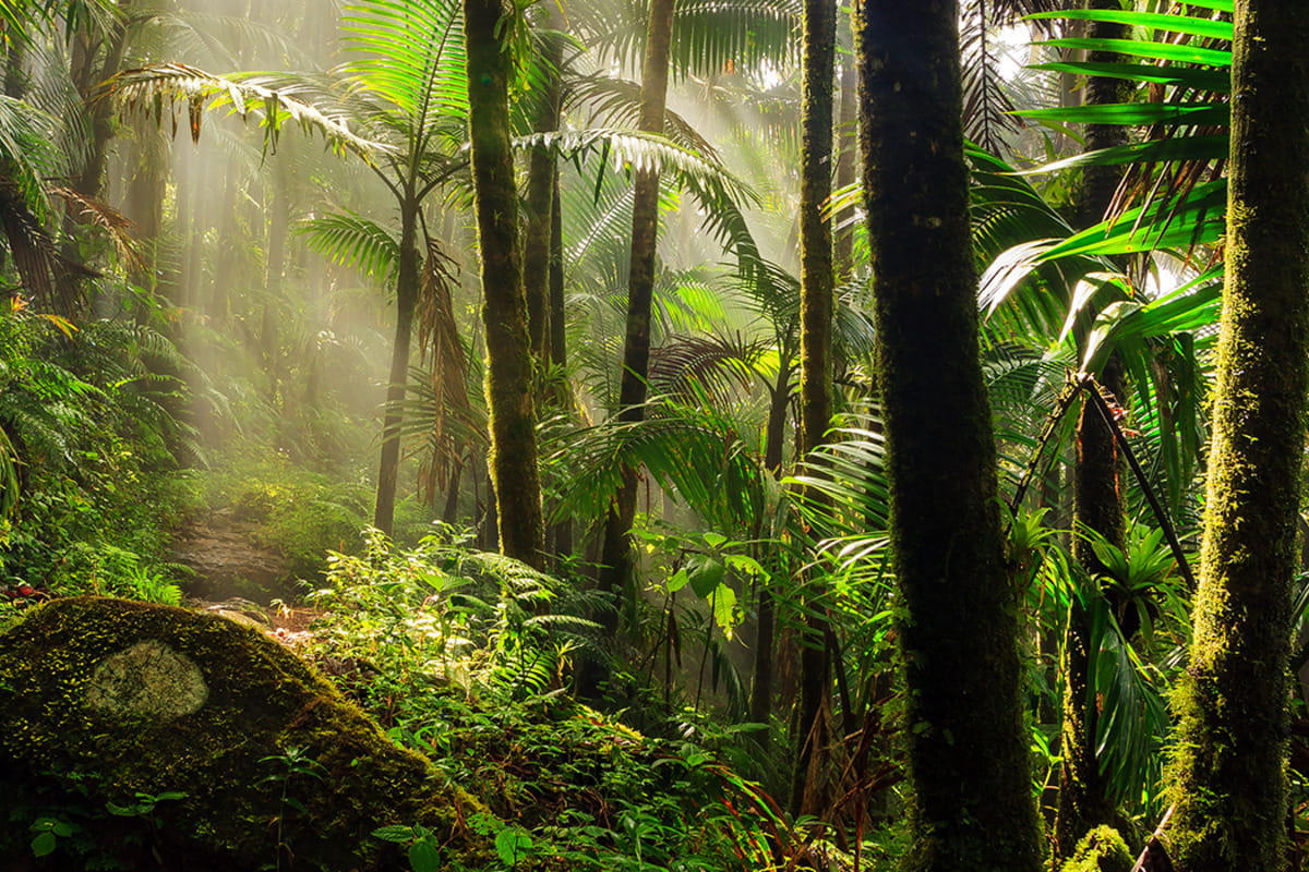 Interesting Facts About Tropical Forests