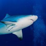 Цікаві факти про білих акул